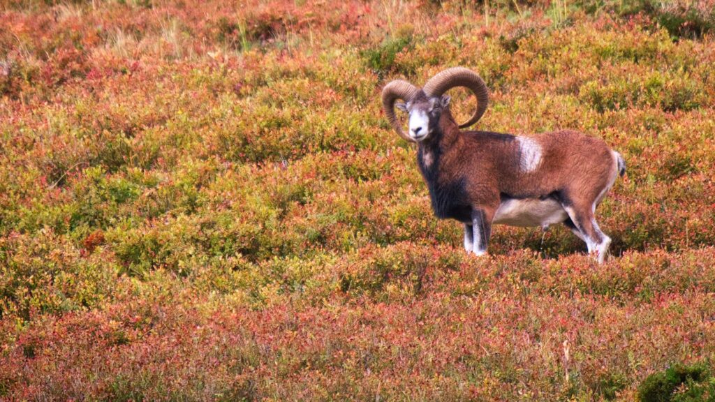 mouflon de corse - cantal - antomproduction