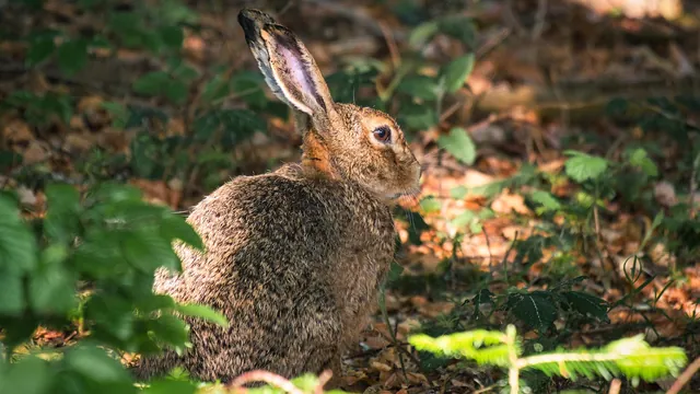 Lièvre assis dans un sous-bois baigné de lumière