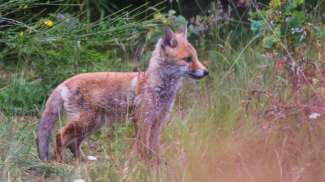 Renardeau aux aguets dans les hautes herbes