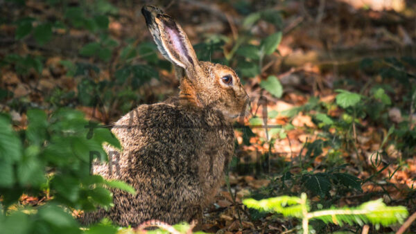 Lièvre en sous-bois - Antomproduction