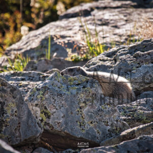 Marmotte sur les rochers dans les montagne du Cantal -antomproduction.fr