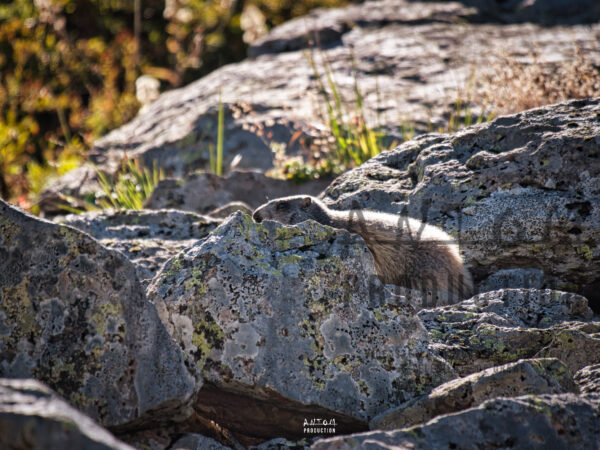 Marmotte sur les rochers dans les montagne du Cantal -antomproduction.fr