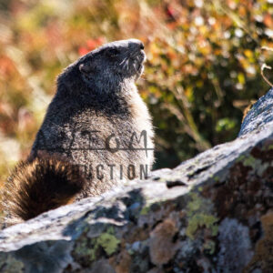 Marmotte sur les rochers