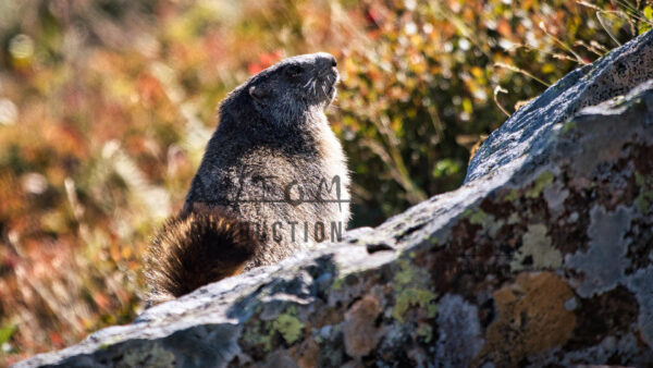 Marmotte sur les rochers