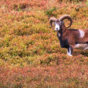 Mouflon vieux mâle debout dans la la bruyère rouge des monts du Cantal