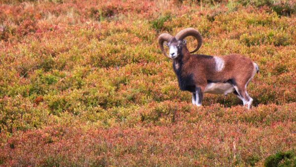 Mouflon vieux mâle debout dans la la bruyère rouge des monts du Cantal